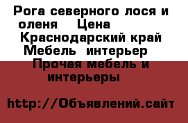 Рога северного лося и оленя  › Цена ­ 50 000 - Краснодарский край Мебель, интерьер » Прочая мебель и интерьеры   